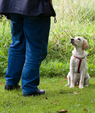 pets training